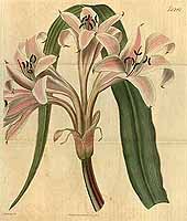  no thumbnail available