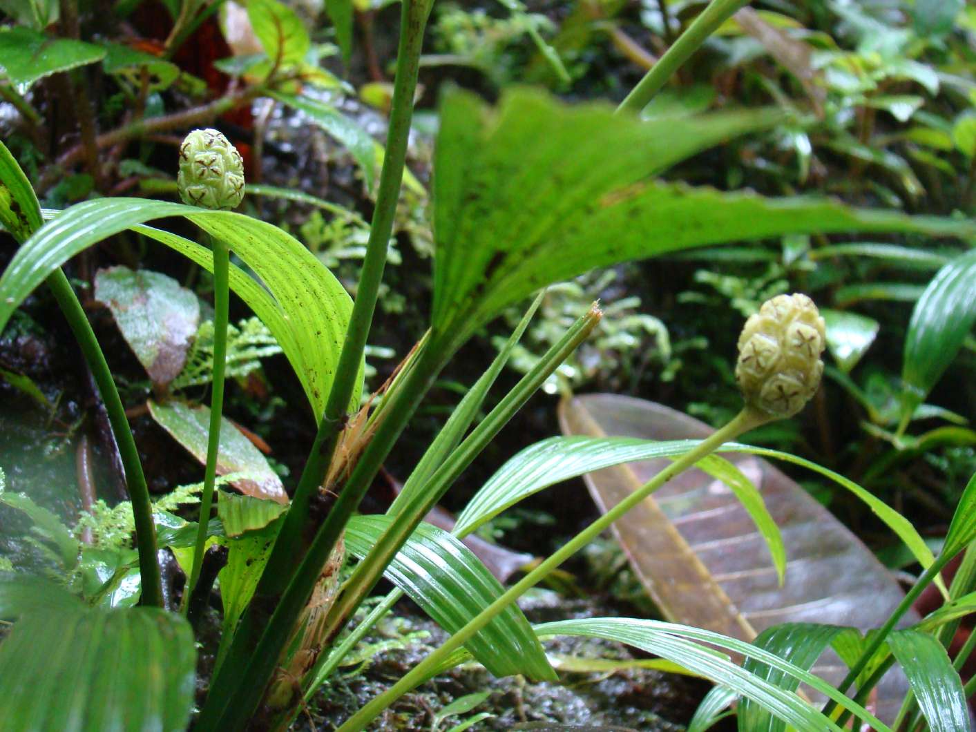 Cyclanthaceae Dendroboard