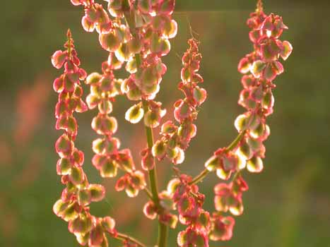 no HD illustration available (7)