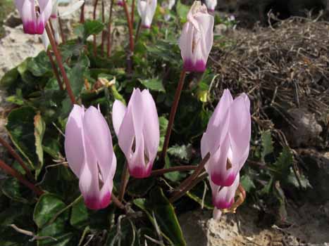 no HD illustration available (7)