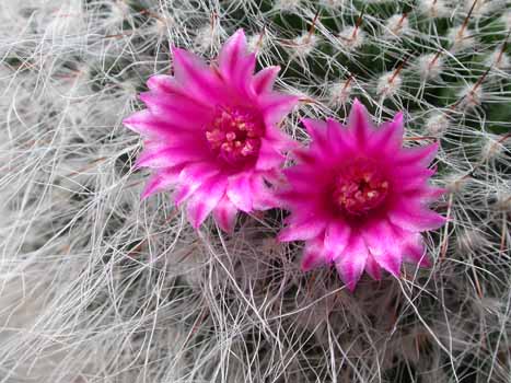 no HD illustration available (7)