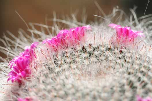 no HD illustration available (7)