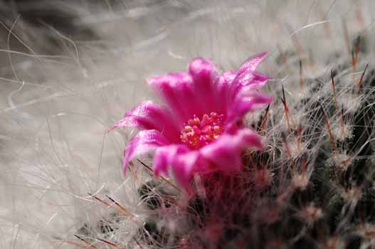 no HD illustration available (7)