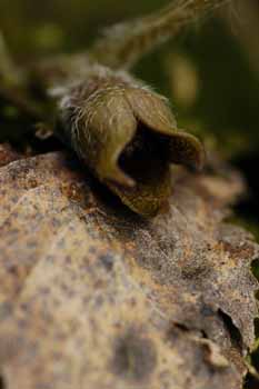 no HD illustration available (7)