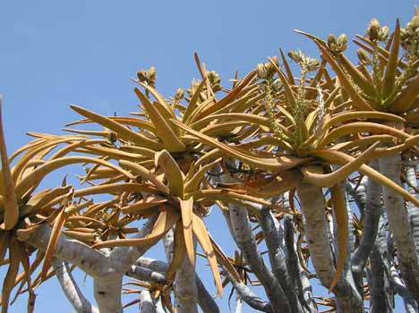 no HD illustration available (7)