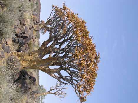 no HD illustration available (7)