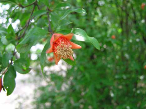 no HD illustration available (7)