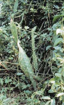 no HD illustration available (7)