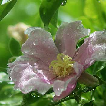 no HD illustration available (7)