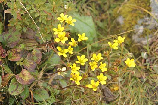 no HD illustration available (7)