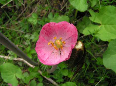 no HD illustration available (7)