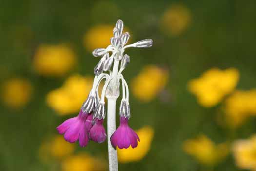 no HD illustration available (7)