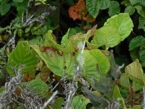 no HD illustration available (7)