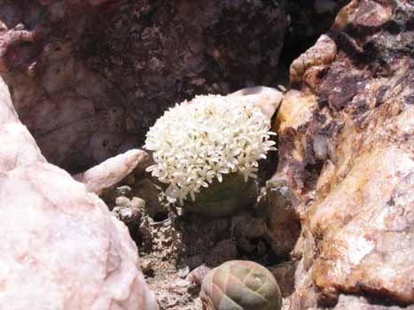 no HD illustration available (7)