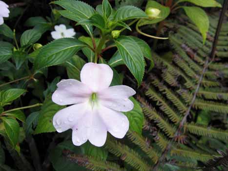 no HD illustration available (7)