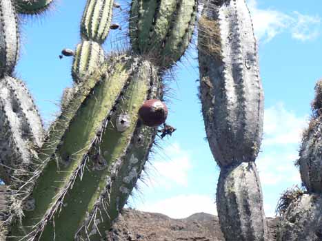 no HD illustration available (7)