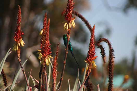 no HD illustration available (7)