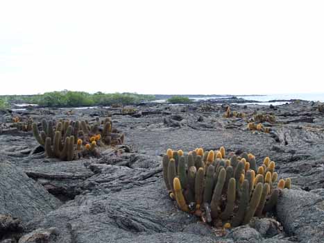 no HD illustration available (7)