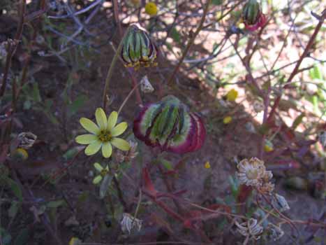 no HD illustration available (7)