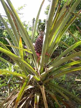 no HD illustration available (7)