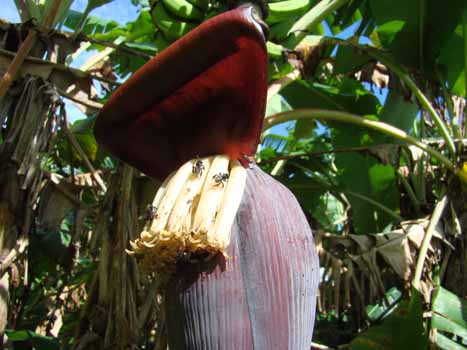 no HD illustration available (7)