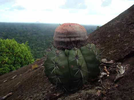 no HD illustration available (7)