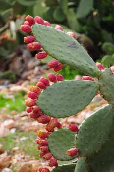 no HD illustration available (7)