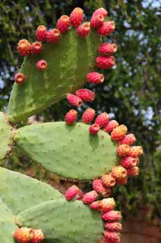 no HD illustration available (7)