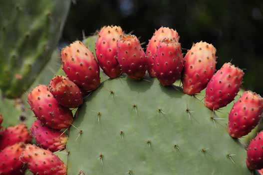 no HD illustration available (7)