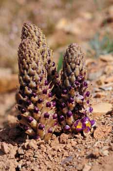 no HD illustration available (7)