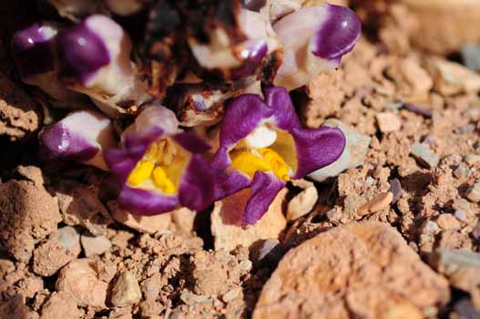 no HD illustration available (7)