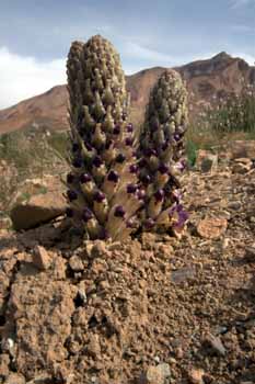 no HD illustration available (7)